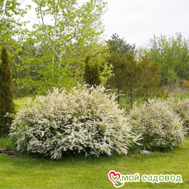 Спирея "Аргута"